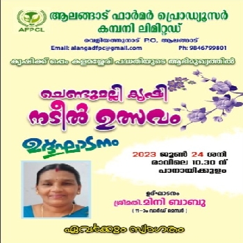 MARIGOLD CULTIVATION